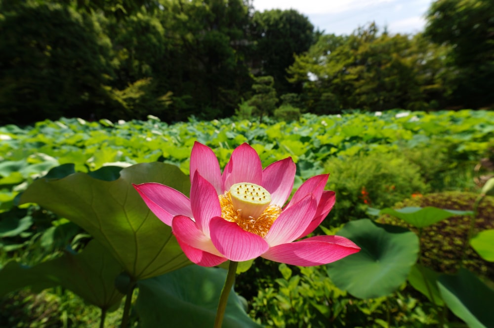 法金剛院の写真2