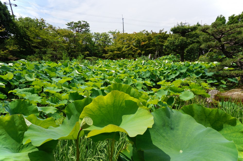 法金剛院の写真7