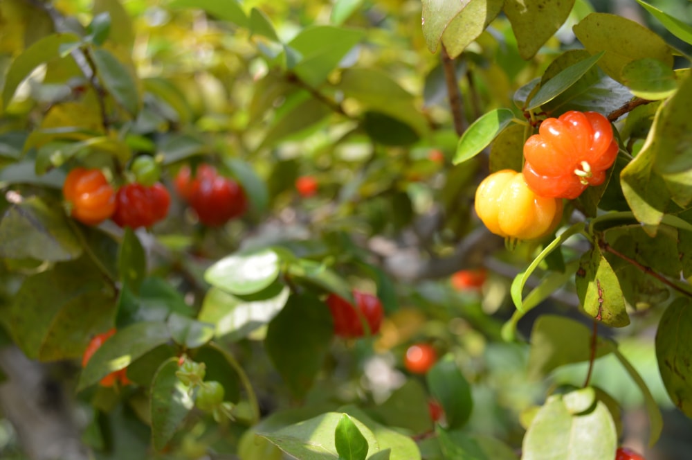 咲くやこの花館の写真4