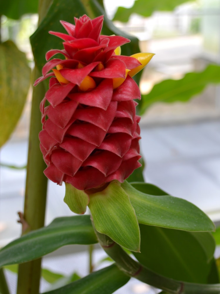 咲くやこの花館の写真5