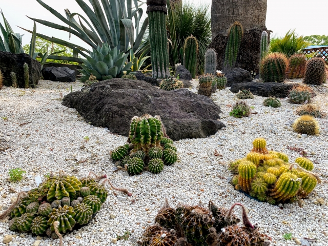 咲くやこの花館の写真6