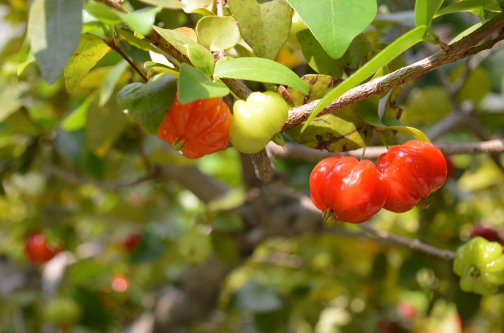 咲くやこの花館の写真8