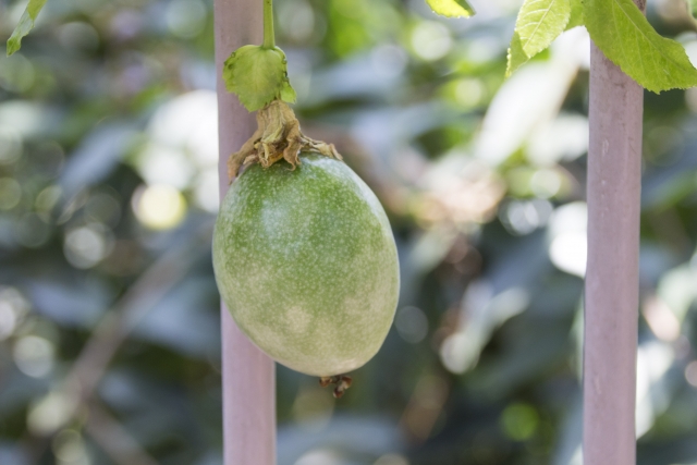 咲くやこの花館の写真9