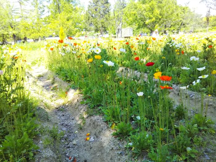 万博記念公園の写真4