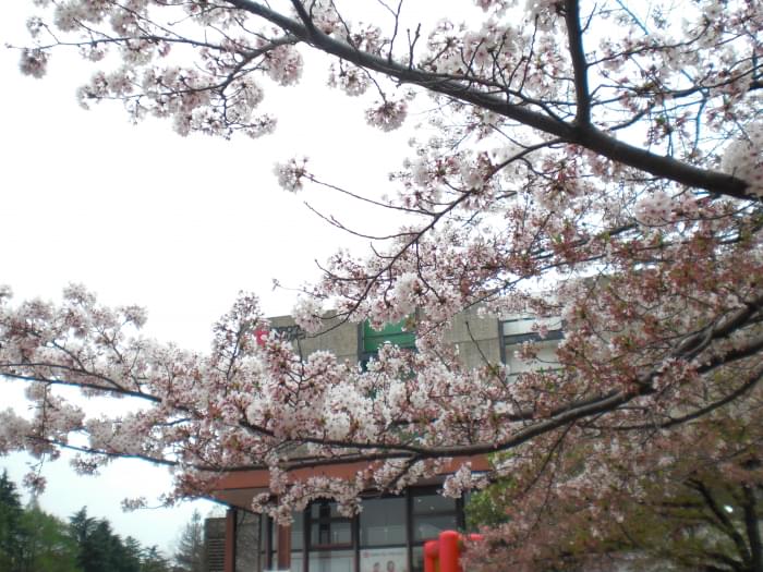 万博記念公園の写真7