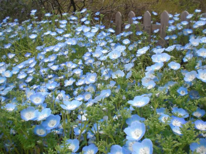 万博記念公園の写真10