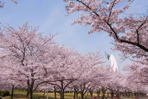 万博記念公園の写真1