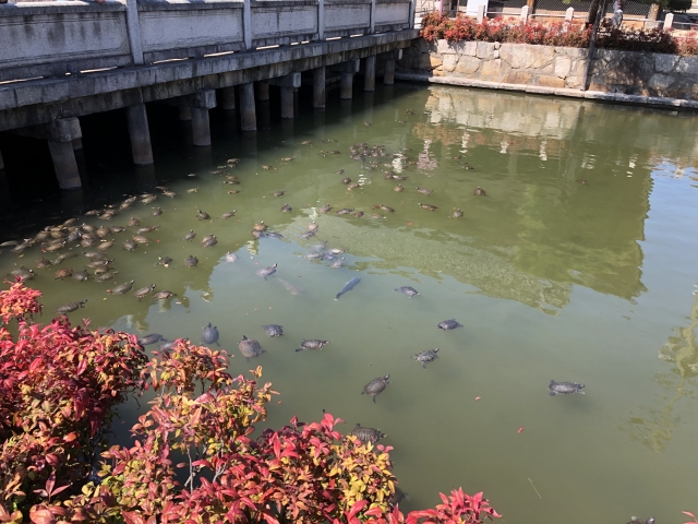 和宗総本山 四天王寺の写真6