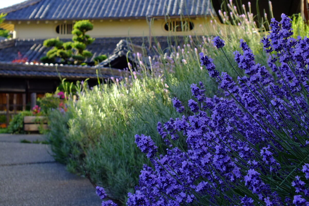 旧来住家住宅の写真7