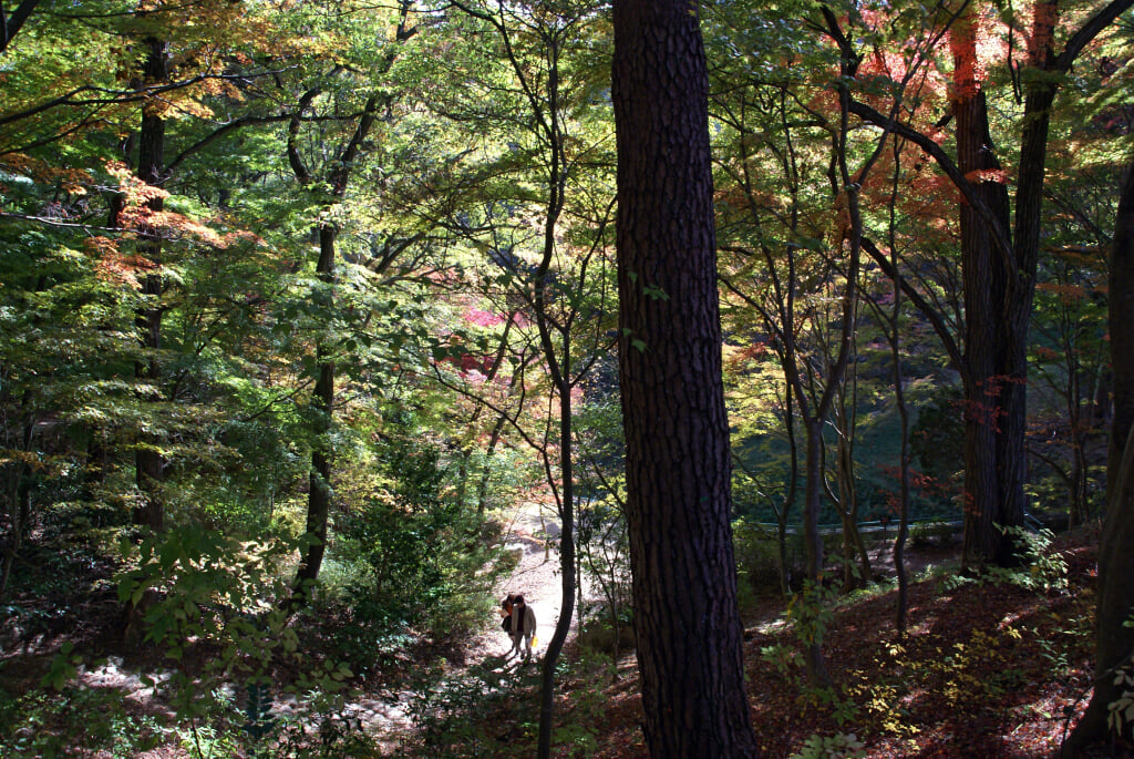 神戸市立森林植物園の写真2
