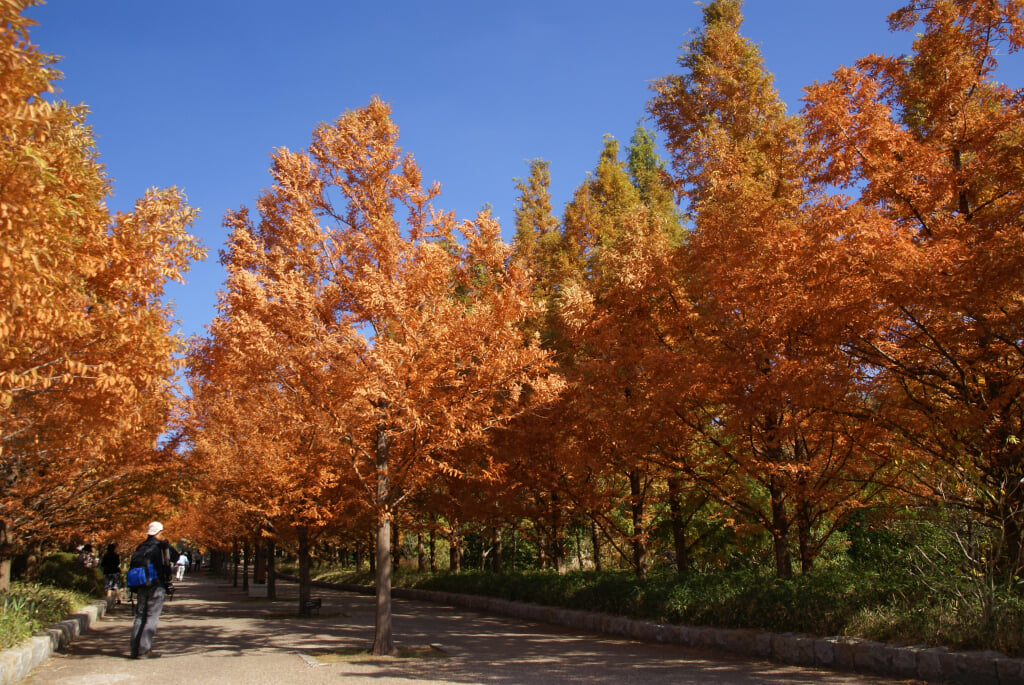 神戸市立森林植物園の写真5