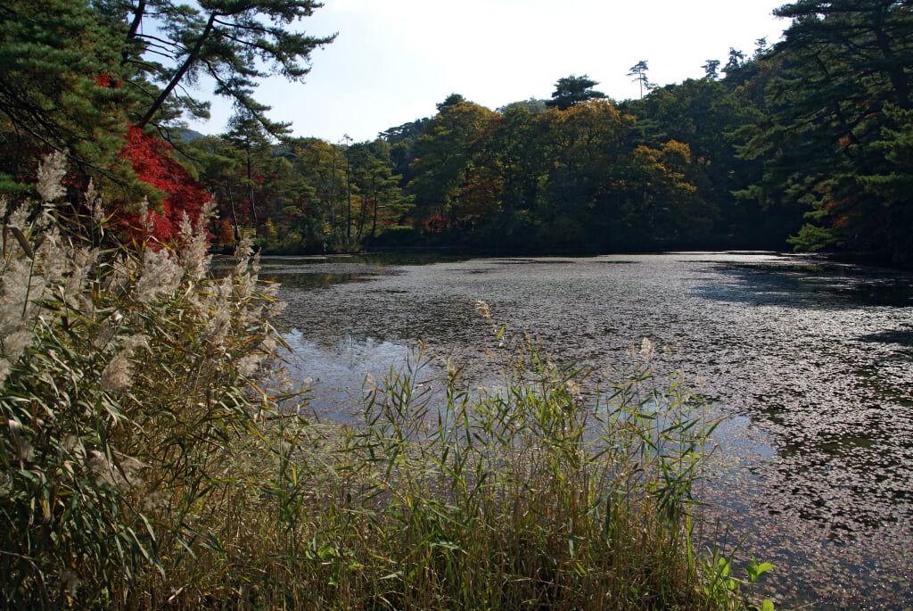 神戸市立森林植物園の写真7