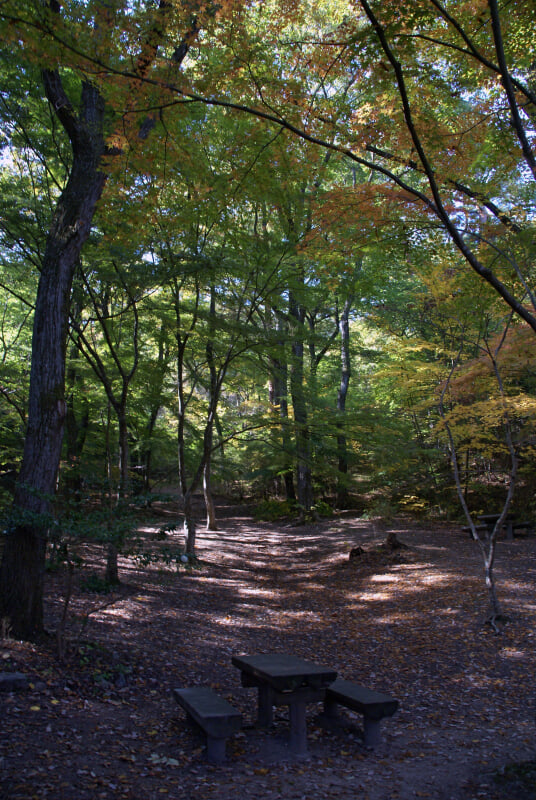 神戸市立森林植物園の写真8