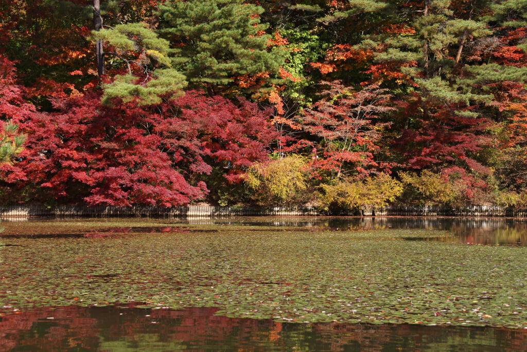 神戸市立森林植物園の写真12