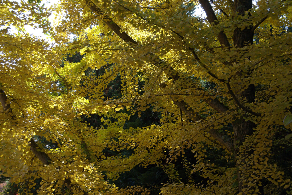 神戸市立森林植物園の写真13