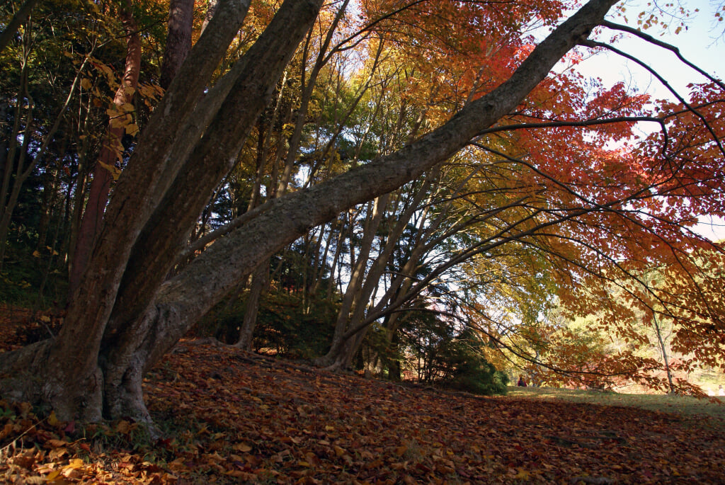 神戸市立森林植物園の写真15