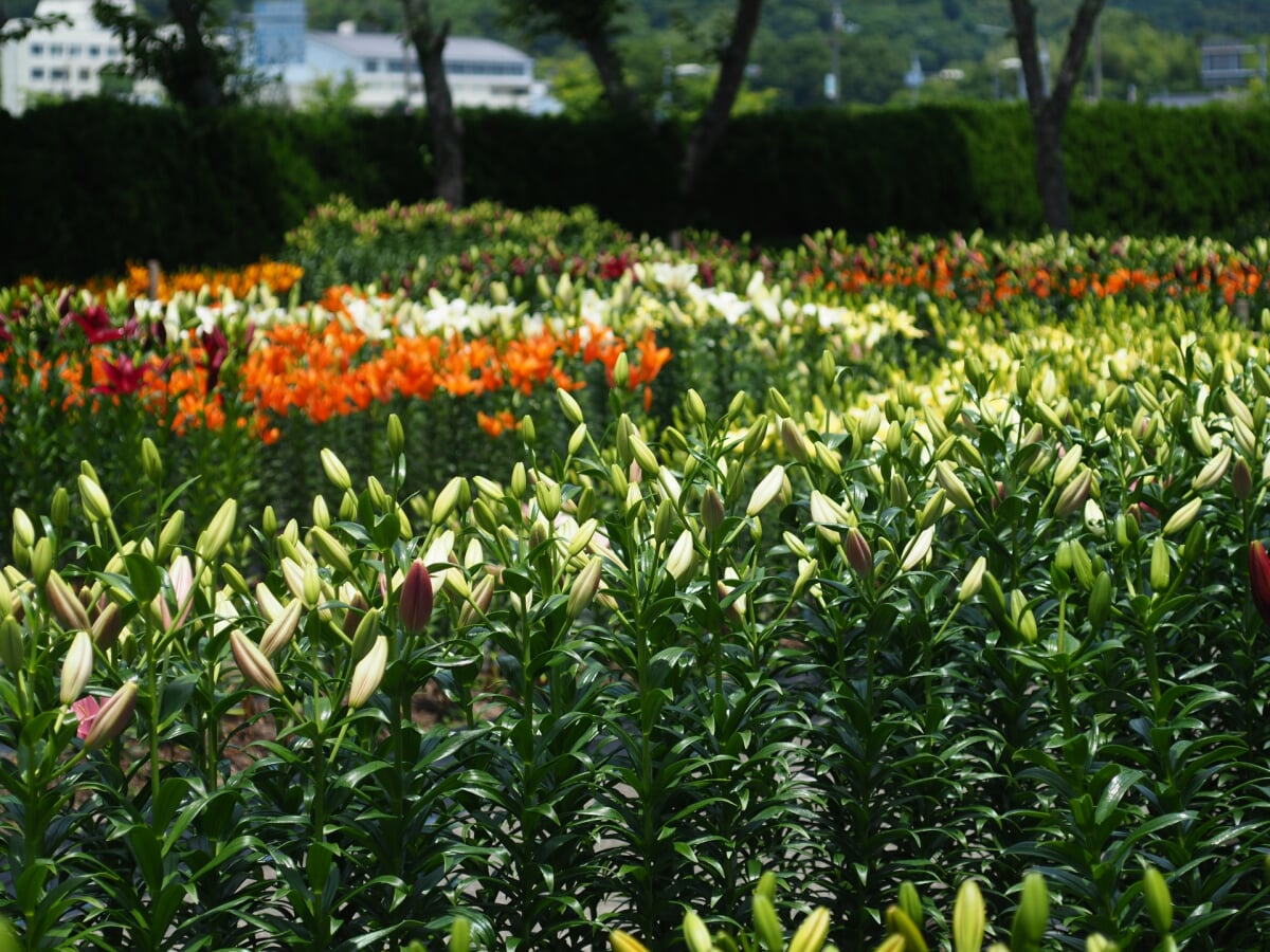 ささやま玉水の写真2