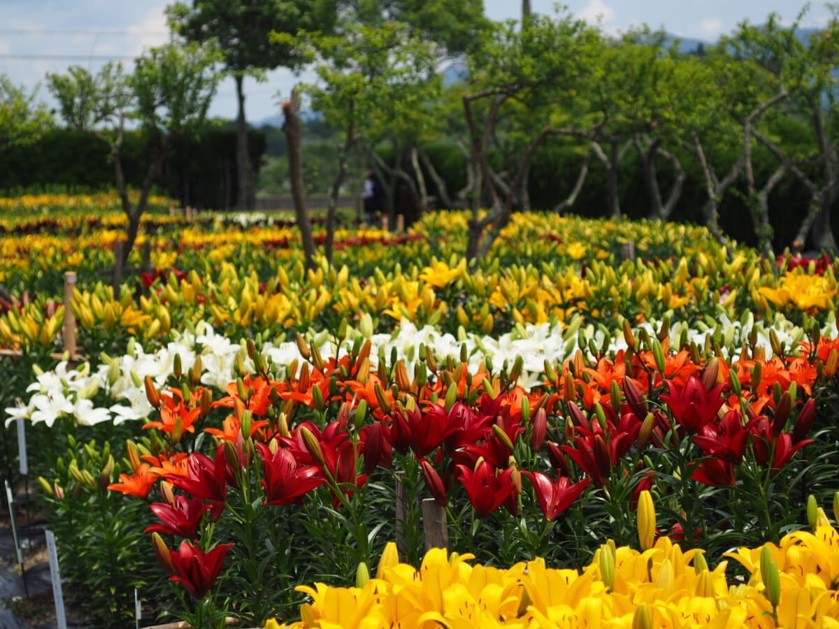 ささやま玉水の写真1