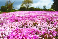 花のじゅうたん