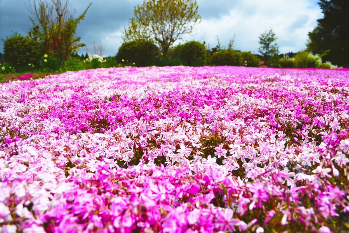花のじゅうたんの写真1