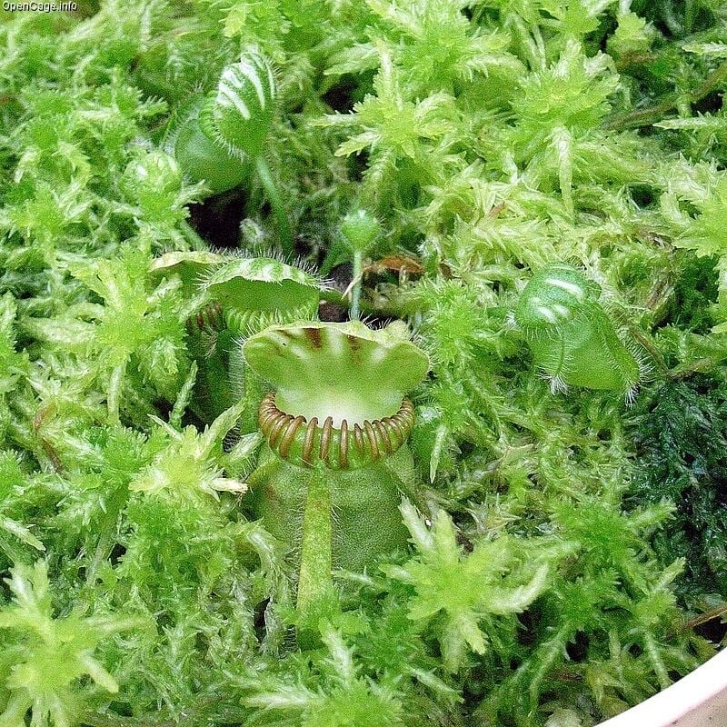 姫路市立 手柄山温室植物園の写真3