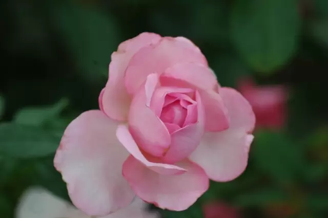 姫路ばら園の写真1