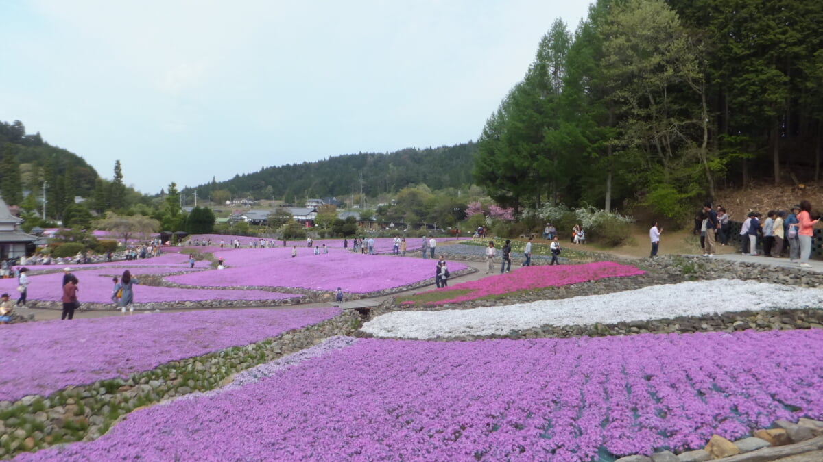 永沢寺花しょうぶ園・ぼたん園の写真3