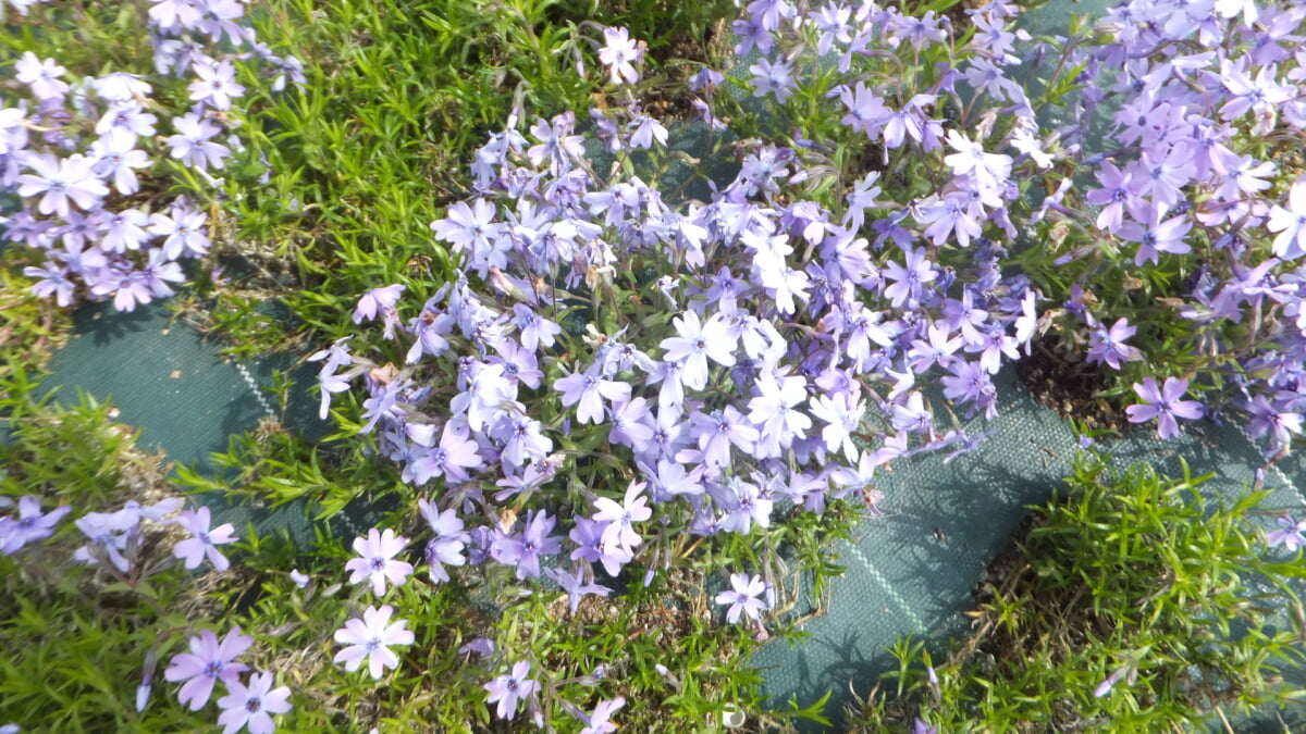 永沢寺花しょうぶ園・ぼたん園の写真4