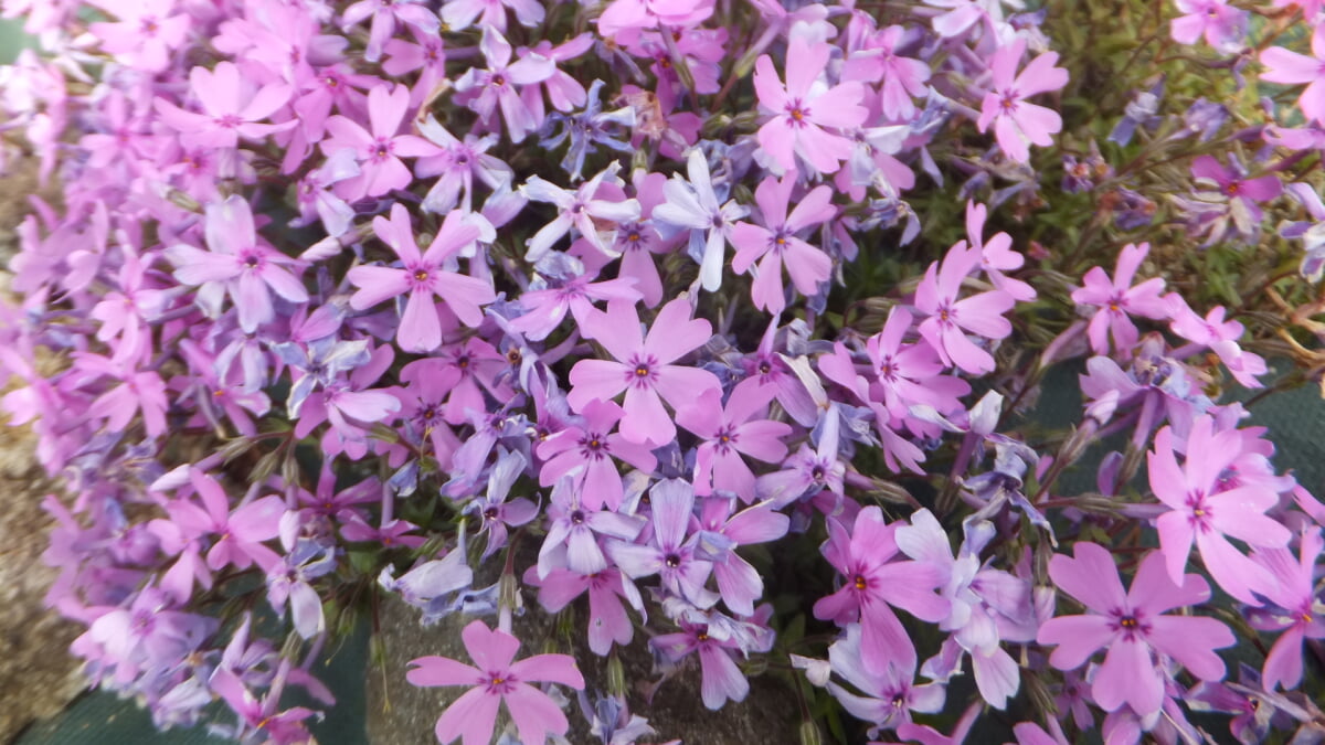 永沢寺花しょうぶ園・ぼたん園の写真5