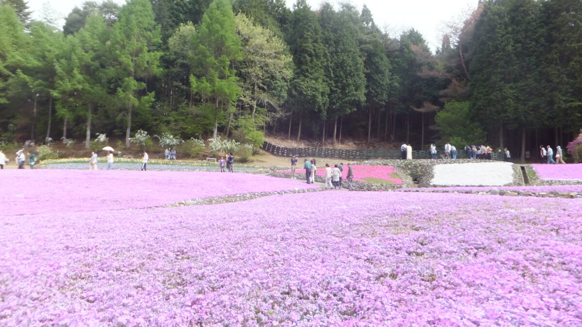 永沢寺花しょうぶ園・ぼたん園の写真10