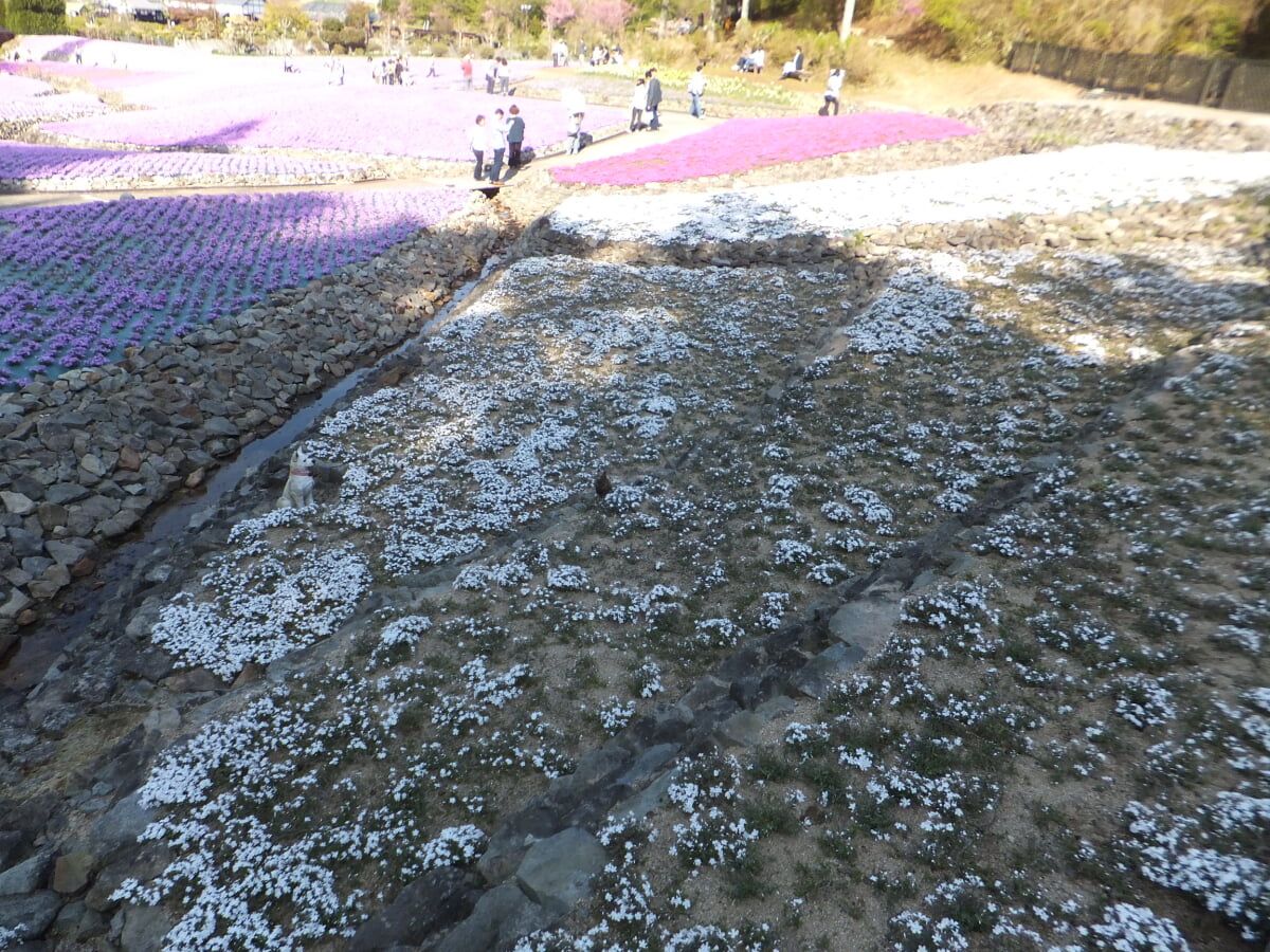 永沢寺花しょうぶ園・ぼたん園の写真11
