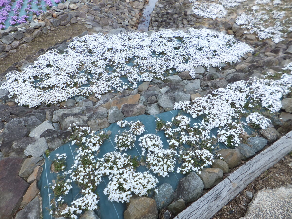 永沢寺花しょうぶ園・ぼたん園の写真14
