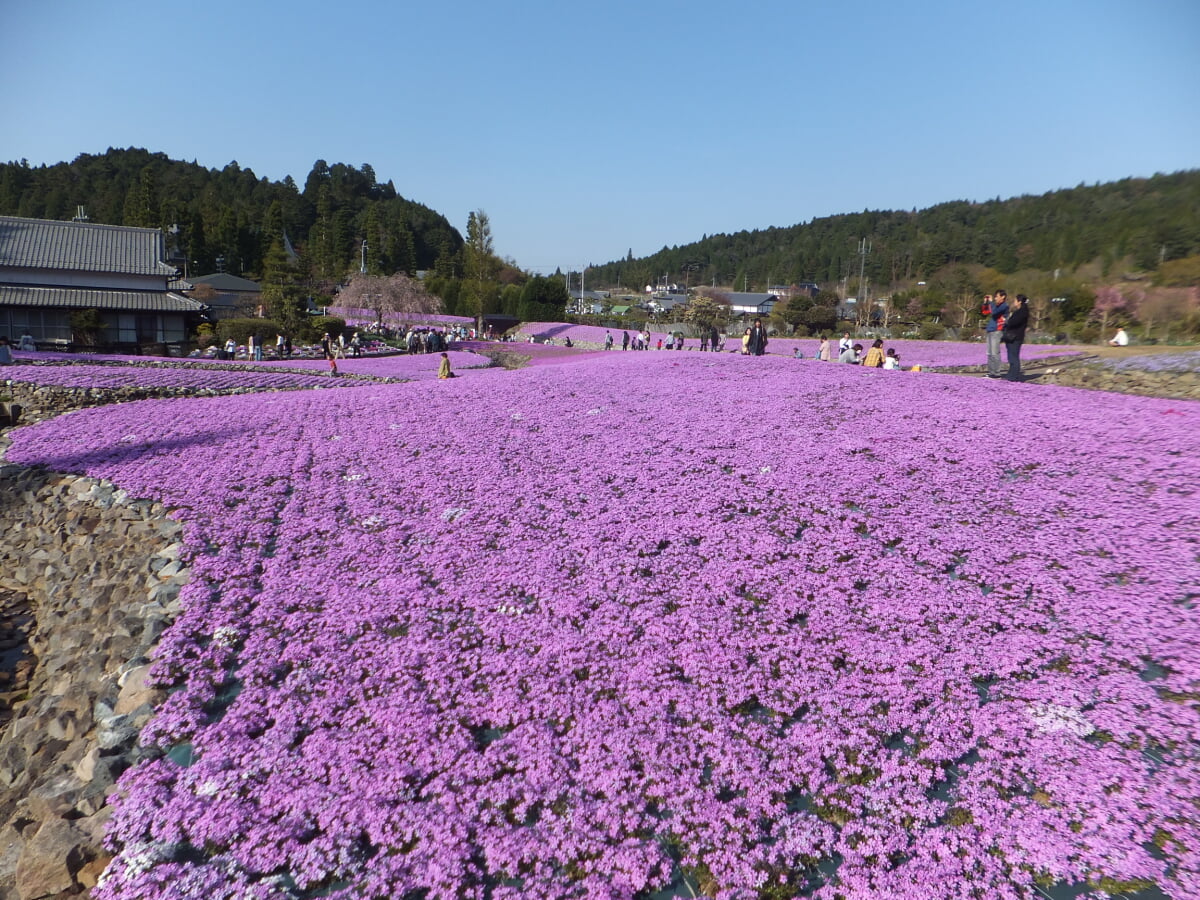 永沢寺花しょうぶ園・ぼたん園の写真15