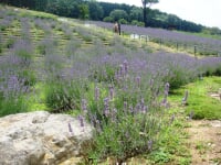 ラベンダーパーク多可