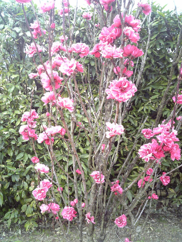 石舞台古墳の写真7