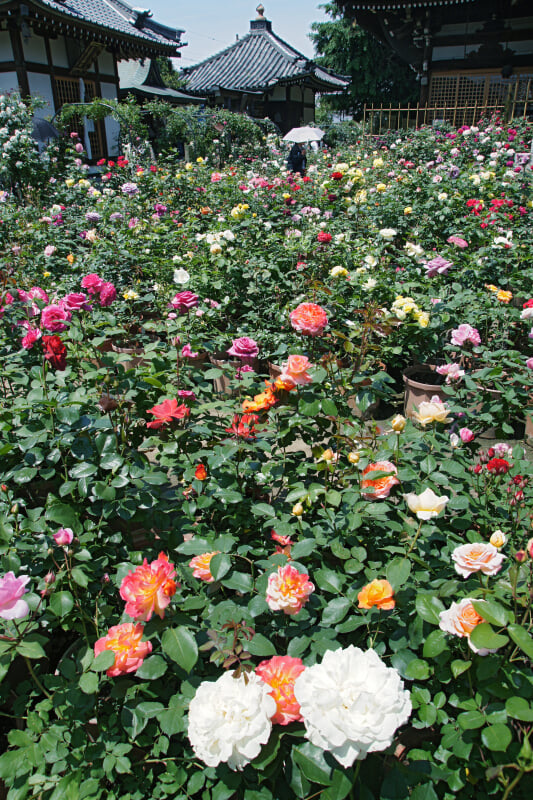 おふさ観音の写真3