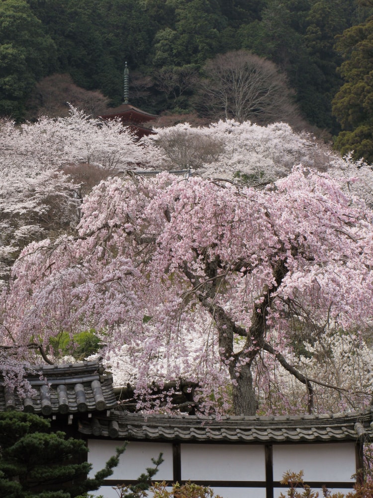 総本山 長谷寺の写真3