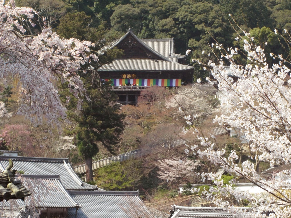 総本山 長谷寺の写真5
