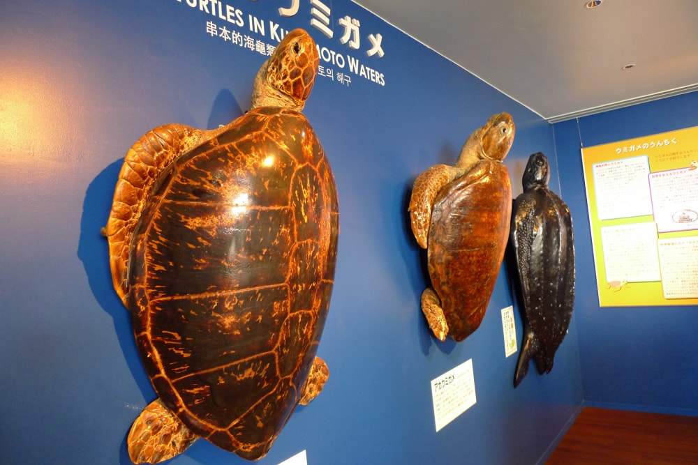 串本海中公園の写真2