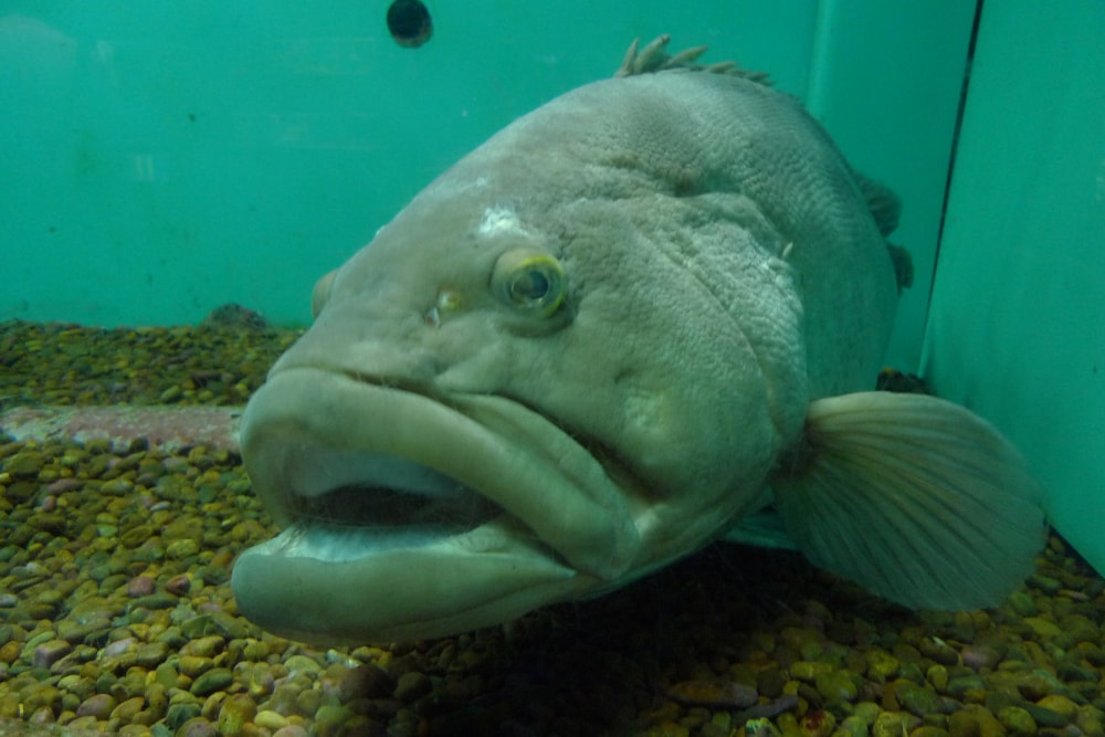 串本海中公園の写真3