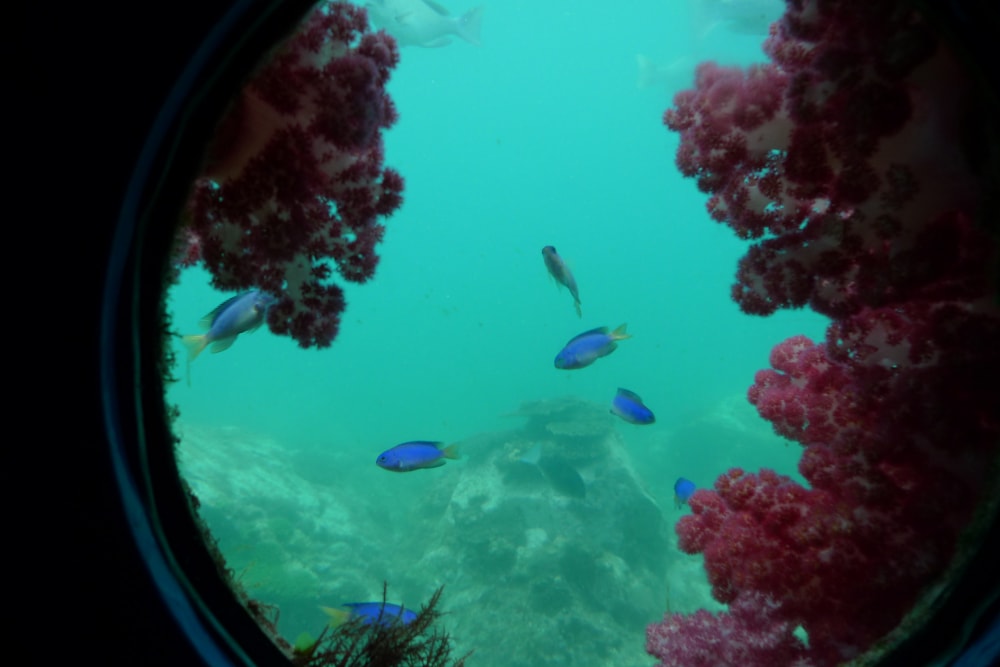 串本海中公園の写真6