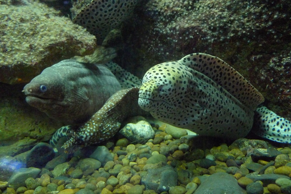 串本海中公園の写真7
