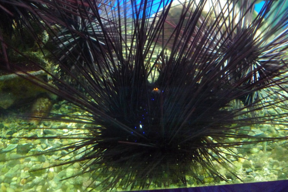 串本海中公園の写真8