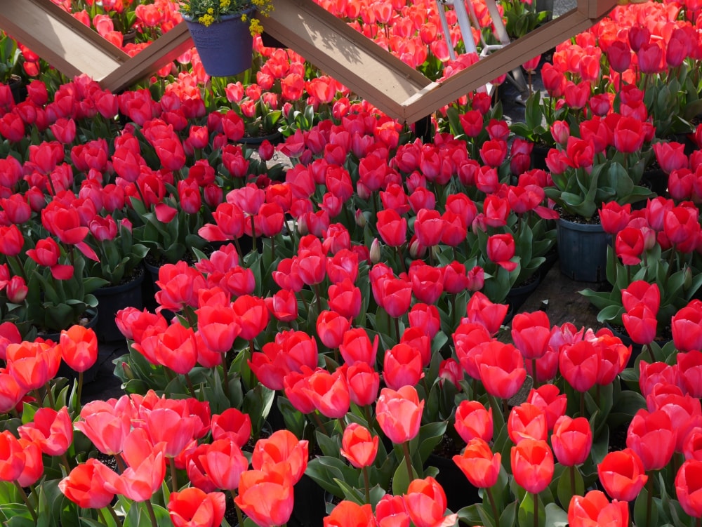 とっとり花回廊の写真4