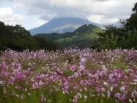 とっとり花回廊