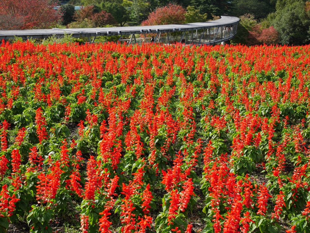 とっとり花回廊の写真5