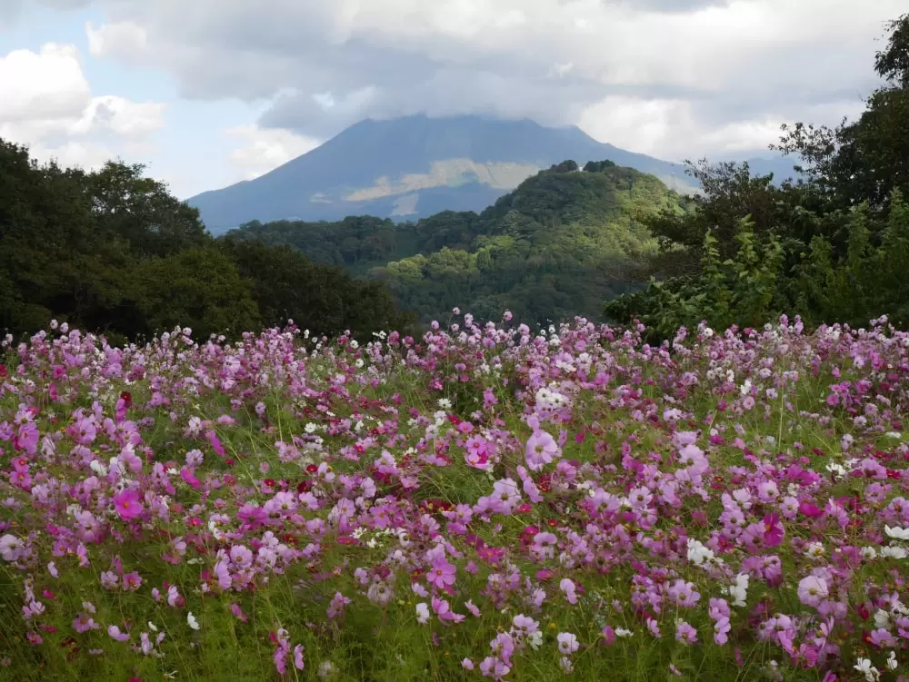 とっとり花回廊の写真1