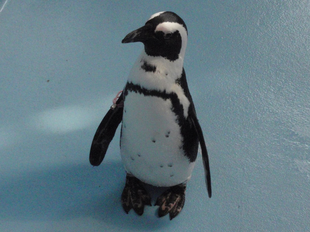 松江フォーゲルパークの写真2