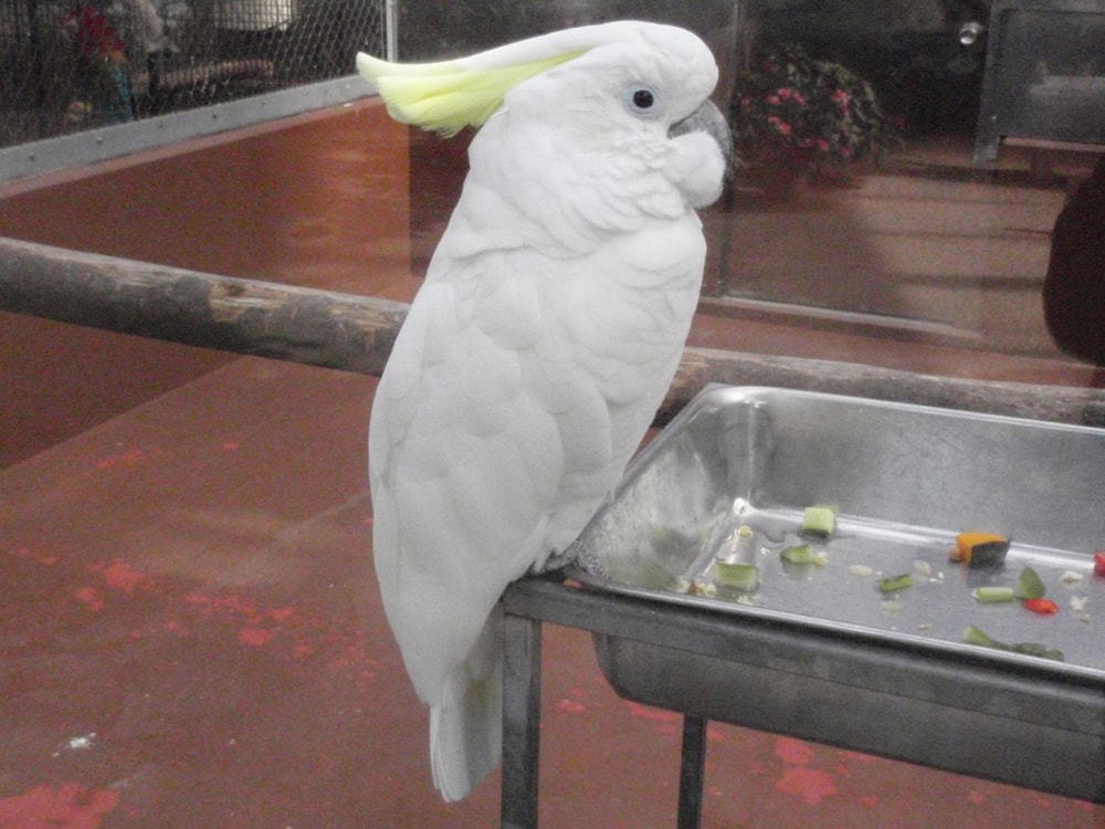 松江フォーゲルパークの写真3