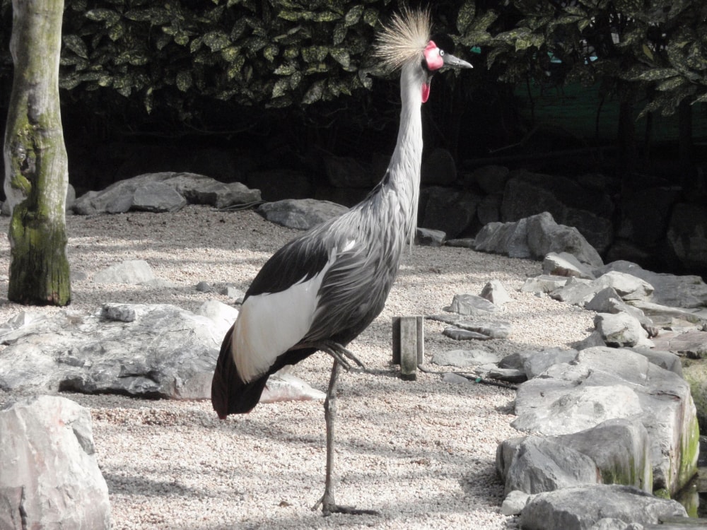 松江フォーゲルパークの写真4